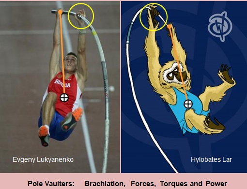 Brachiation in pole vault.jpg